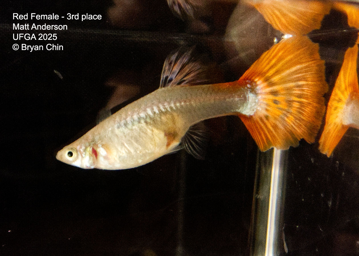 Guppy Red Female  